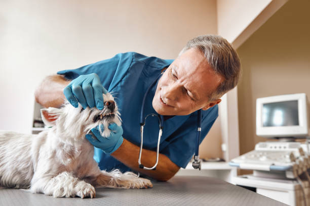 Best Cosmetic Emergency Dentistry in Arkoma, OK